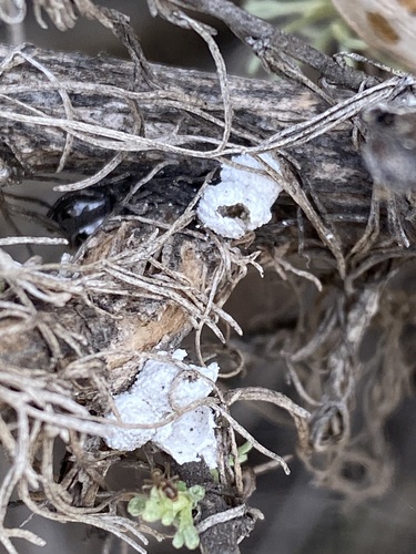 iNaturalist observation photo of Sagebrush Woolly Stem Gall Midge
