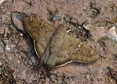 Ectomis octomaculata