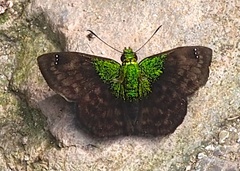 Gorgopas trochilus