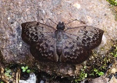 Camptopleura