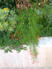 Russelia equisetiformis