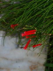 Russelia equisetiformis