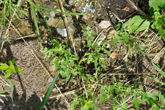 Chenopodium ficifolium