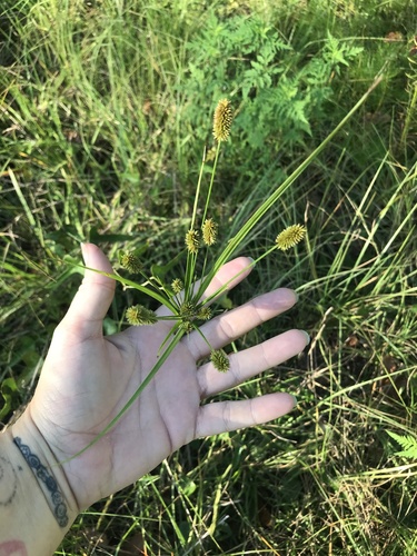 Cyperus ovatus, 2023-09-11