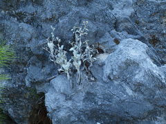 Pentanema verbascifolium