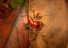 Atta laevigata