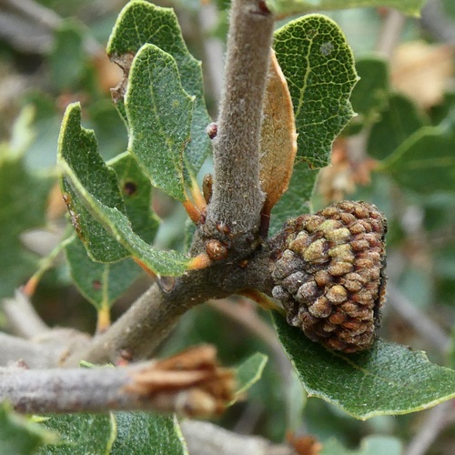 Quercus berberidifolia × dumosa