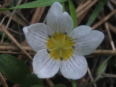 Hesperochiron pumilus