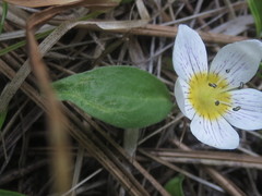 Hesperochiron pumilus