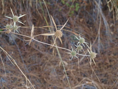 Eryngium falcatum