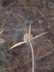 Eryngium falcatum