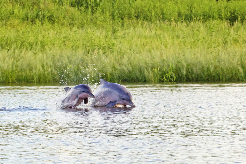 Two tucuxi surfacing side by side in shallow river water beside a grassy bank