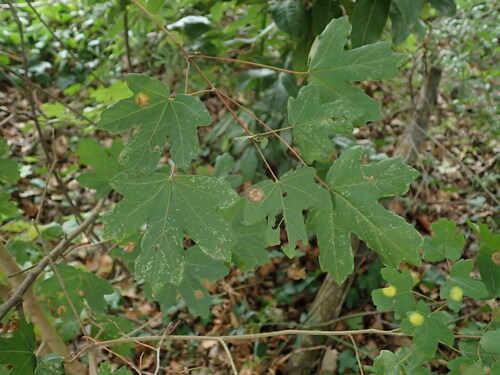 Acer campestre