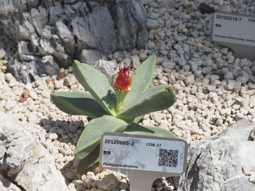 Pleiospilos simulans (Marloth) N.E.Br. 3