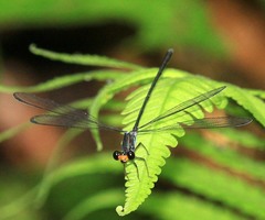 Celebargiolestes cinctus