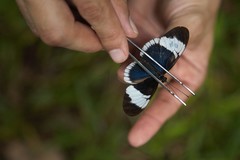 Heliconius sapho