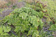 Sonchus grandifolius