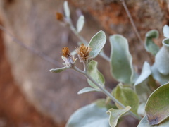 Pentanema verbascifolium