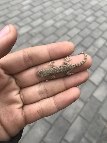 Peking Gecko