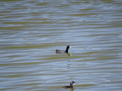 Fulica americana
