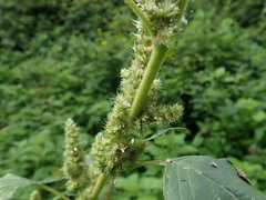 Amaranthus retroflexus — photo 3