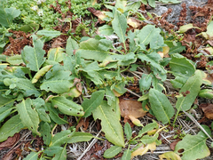 Rumex neglectus