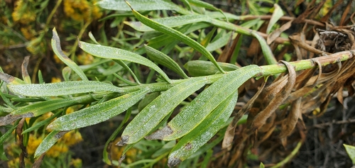 Image of Ericameria parishii by no rights reserved
