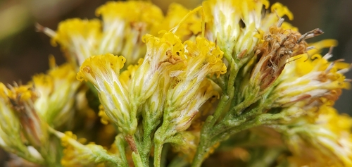 Image of Ericameria parishii by no rights reserved