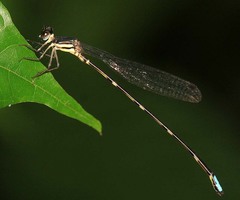 Protosticta simplicinervis