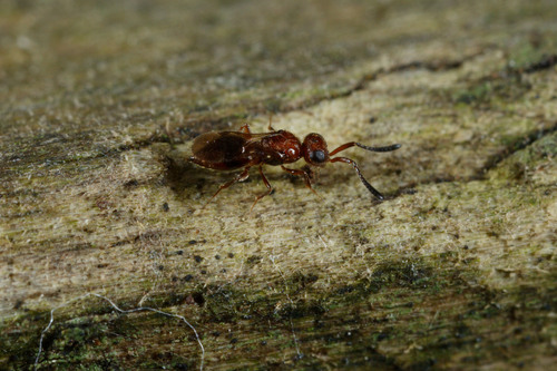Megaspilidae