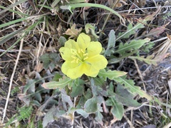 Oenothera primiveris primiveris