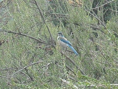 Aphelocoma californica