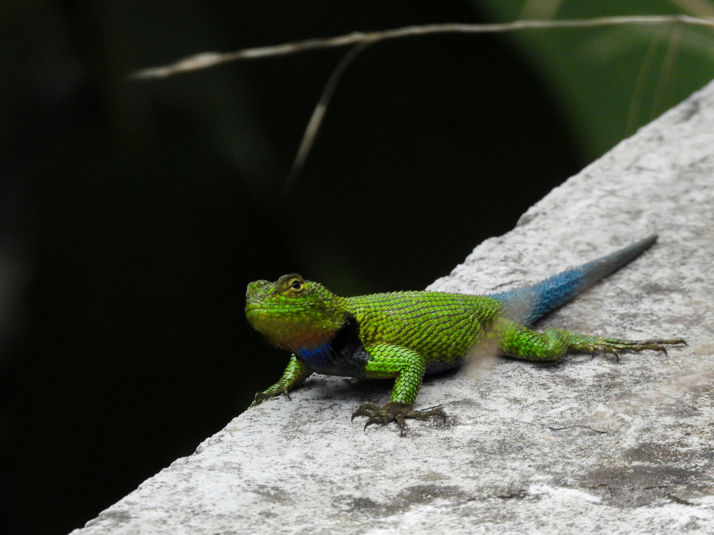 Mail-Snouted Spiny Lizard