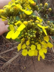 Stigmaphyllon floribundum