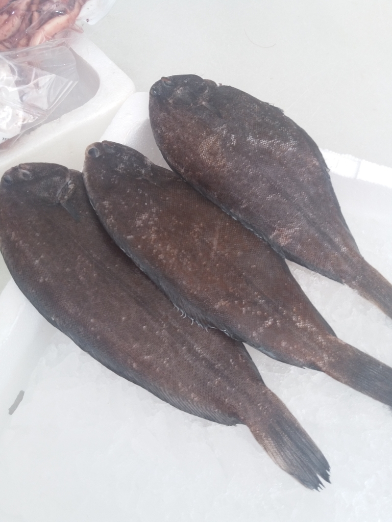 Bastard sole (Microchirus azevia) — Soleidae
