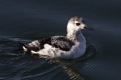 Cepphus grylle arcticus