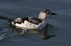 Cepphus grylle arcticus