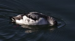 Cepphus grylle arcticus