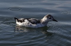 Cepphus grylle arcticus