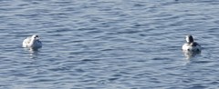 Cepphus grylle arcticus
