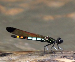 Libellago xanthocyana