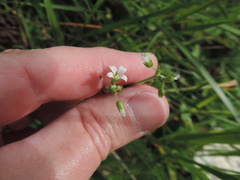 Cerastium brachypodum