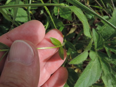 Cerastium brachypodum