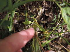 Cerastium brachypodum