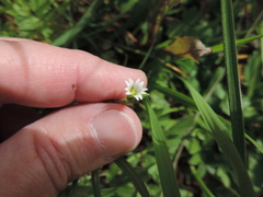 Cerastium brachypodum
