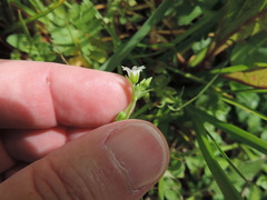 Cerastium brachypodum
