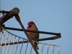 Haemorhous mexicanus