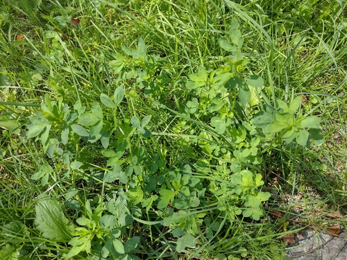 Lucerna (Medicago sativa)