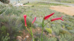 Gambelia juncea