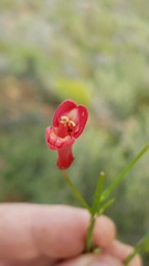 Gambelia juncea